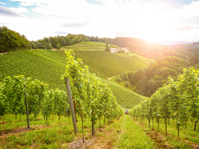 winiarnia w Austrii